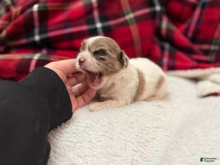 Shihpoo dogs Beau - Ad 27