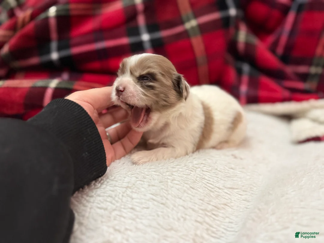 Shihpoo dogs for sale: Beau - Ad 2