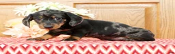 Miniature Dachshund dogs for sale: Lucky - Ad 4