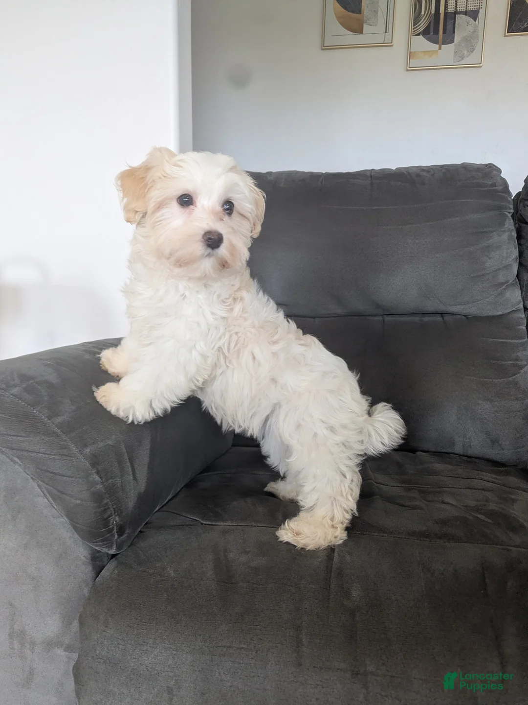 Havanese dogs for sale: Oakley  - Ad 10