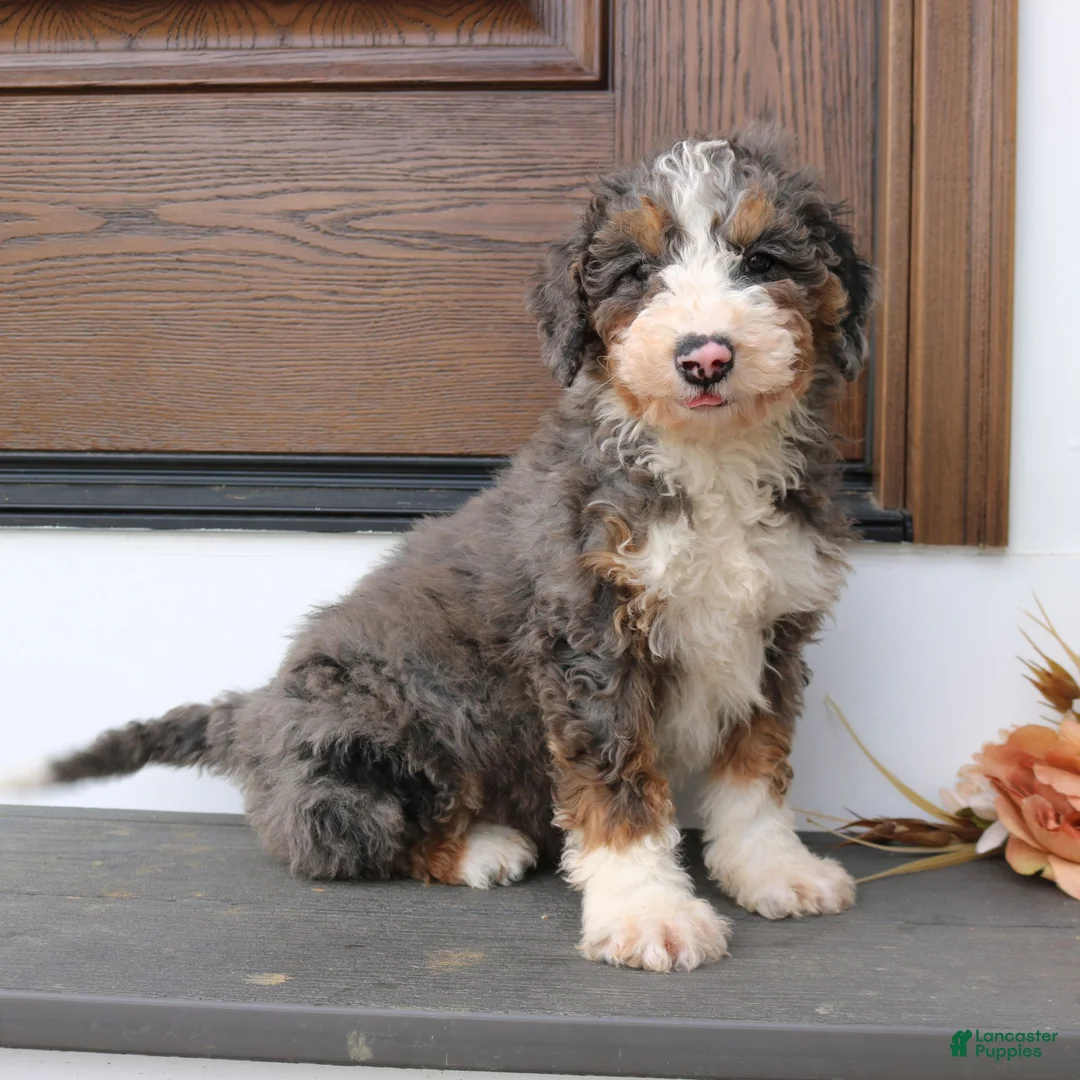 Mini Bernedoodle dogs for sale: Happy  - Ad 1