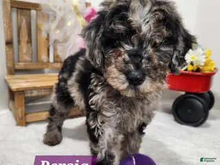 Mini Aussiedoodle dogs Mini Aussiedoodle Puppy 3 - Ad 5