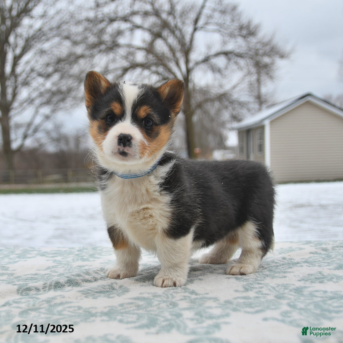 Welsh Corgi Pembroke dogs Cindy - Ad 29