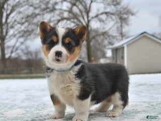 Welsh Corgi Pembroke dogs Cindy - Ad 16