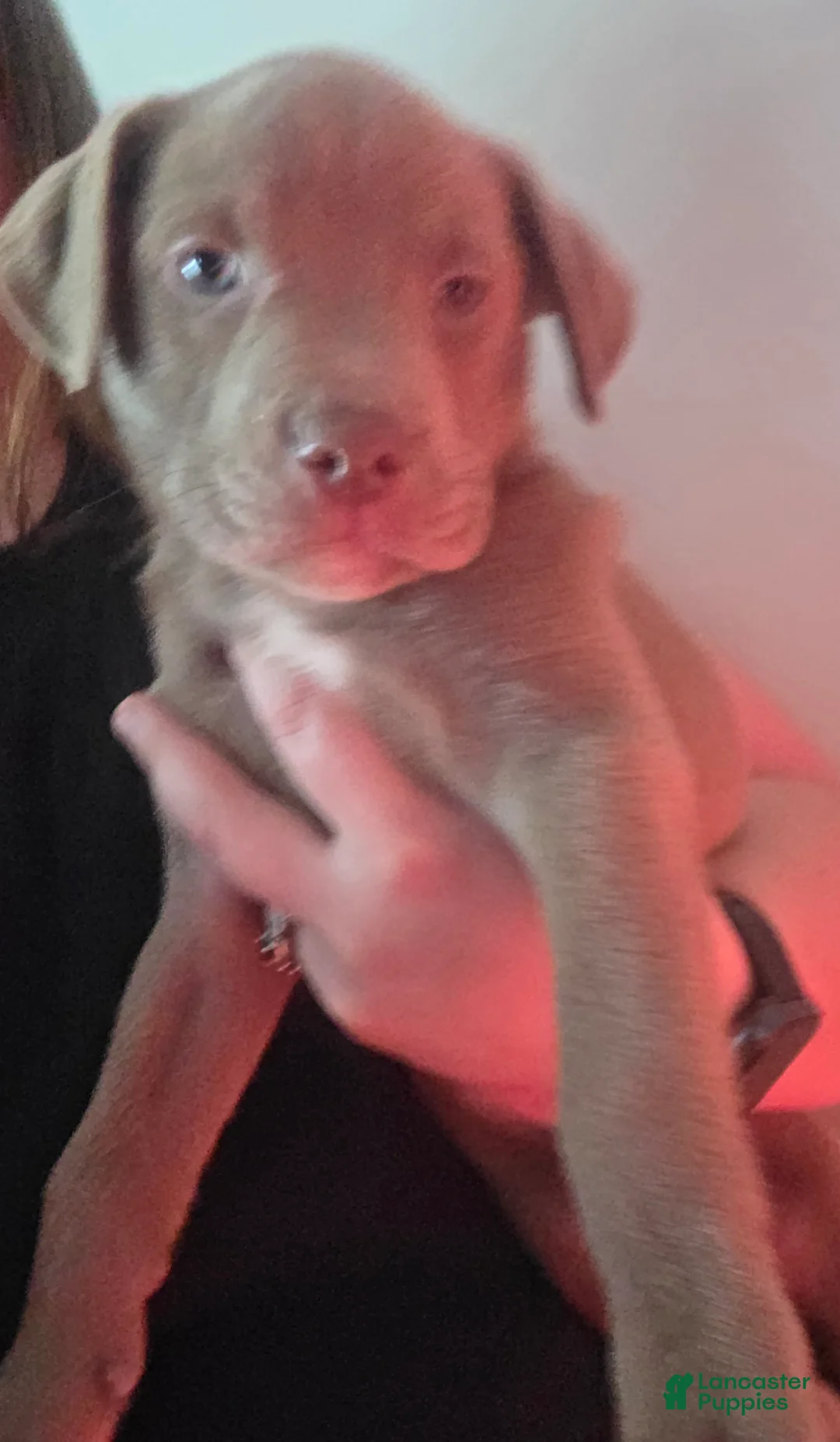 Mixed Breed dogs for sale: Buddy - Ad 1