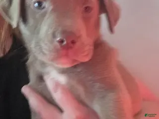 Mixed Breed dogs Buddy - Ad 24