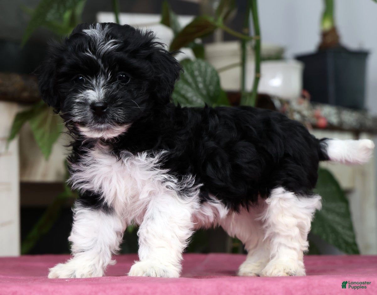 Havanese dogs Arthur - Ad 1