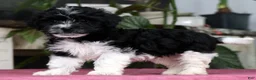 Havanese dogs for sale: Arthur - Ad 4