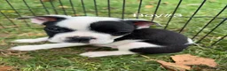 Boston Terrier dogs for sale: Boston Terrier 1 - Ad 4