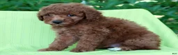 Mini Goldendoodle dogs for sale: Connor - Ad 8