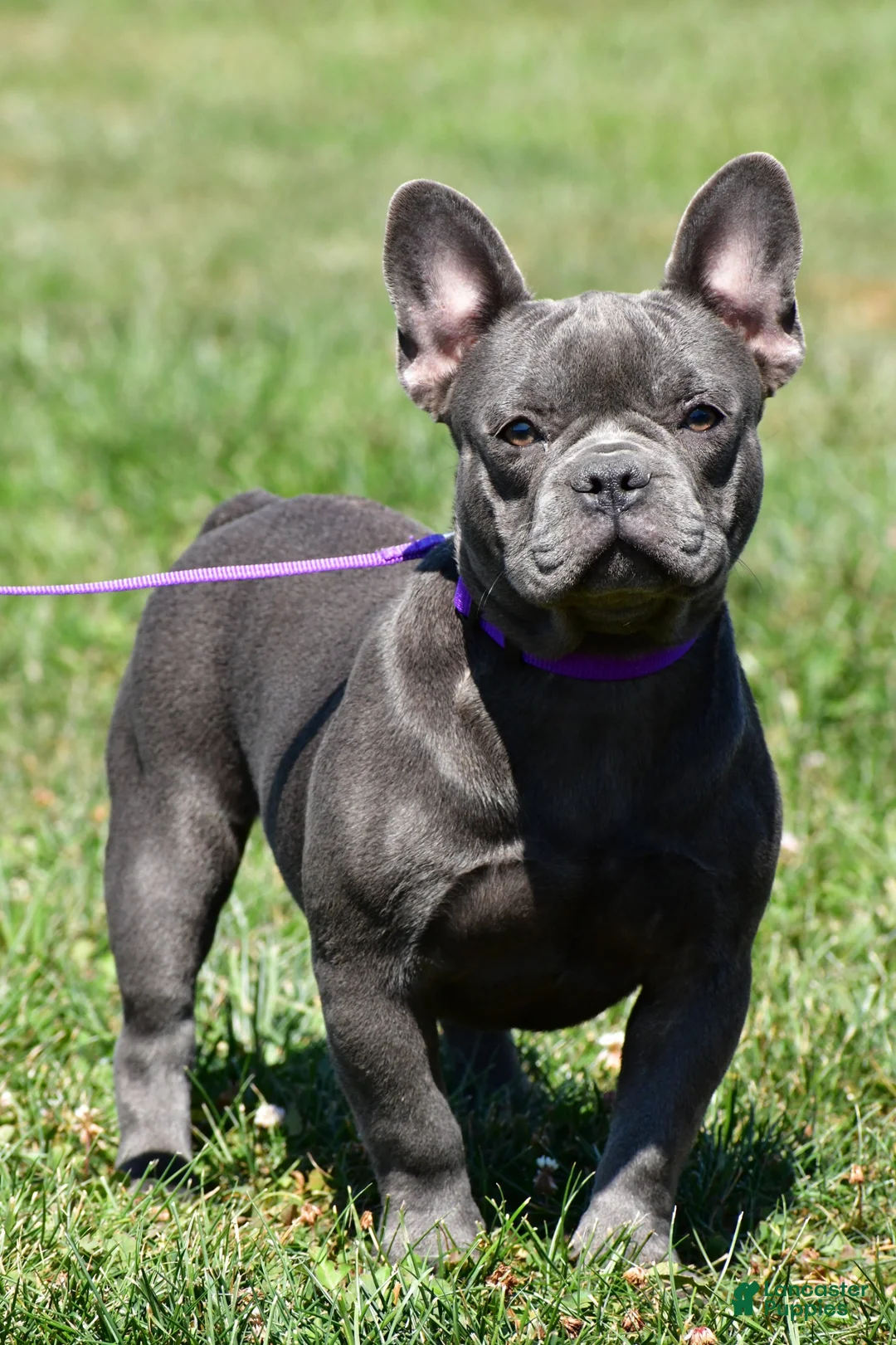 Frenchton dogs for sale: Kody - Ad 8