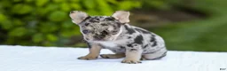 French Bulldog dogs for sale: Joy - Ad 8