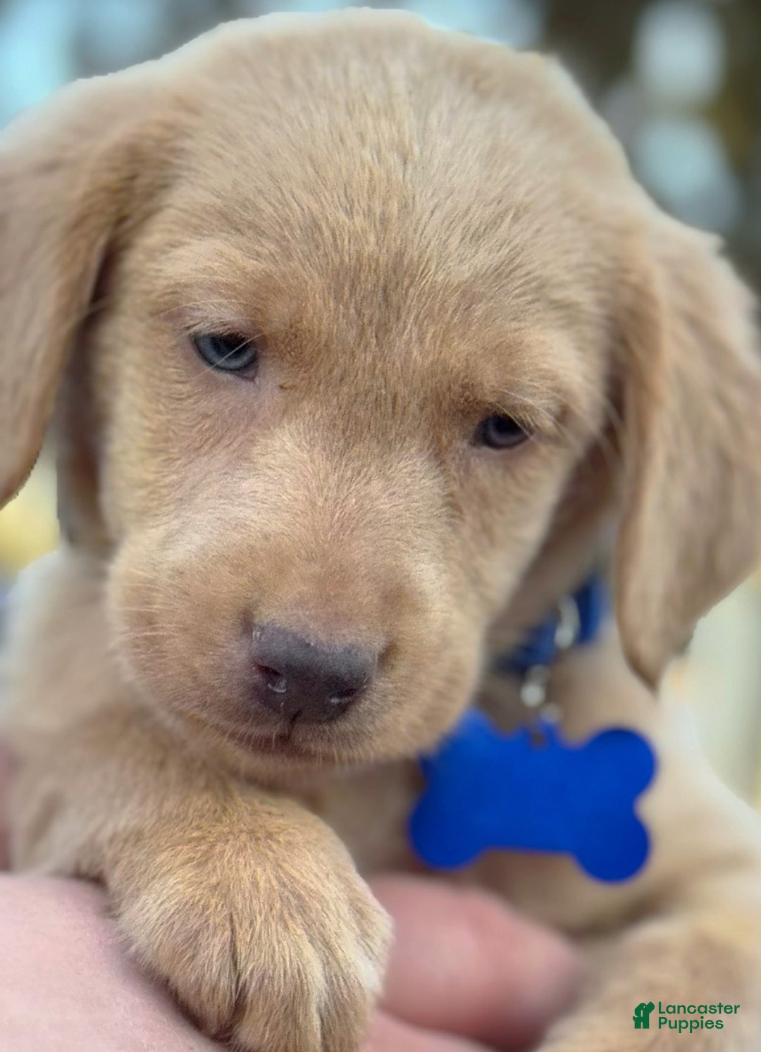 Labrador Retriever dogs for sale: Labrador Retriever Puppy 2 - Ad 12