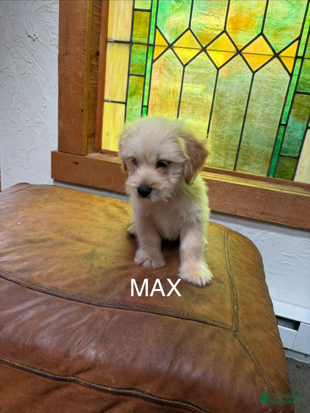Mixed Breed dogs for sale: Max - Ad 1