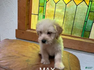 Mixed Breed dogs Max - Ad 35