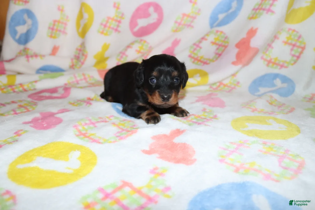 Miniature Dachshund dogs for sale: hallie - Ad 2