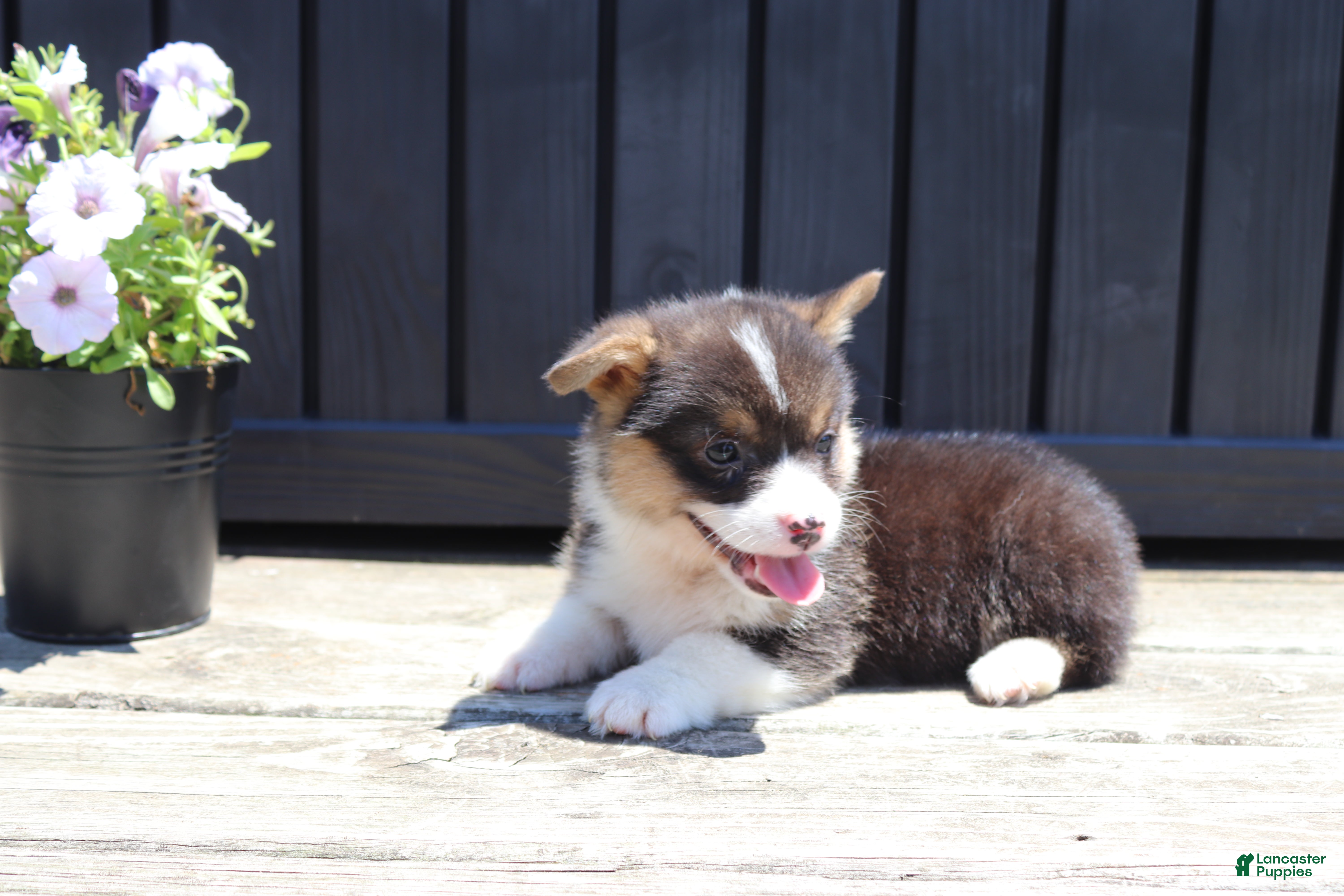 Welsh Corgi Pembroke dogs Ivy - Ad 1