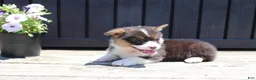 Welsh Corgi Pembroke dogs for sale: Ivy - Ad 1