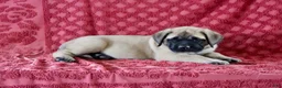 English Mastiff dogs for sale: Abner - Ad 1