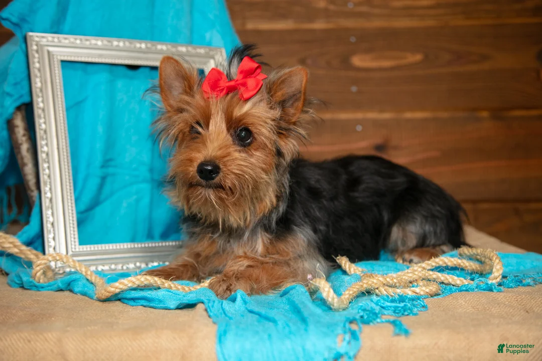 Yorkshire Terrier dogs for sale: Darcy - Ad 2