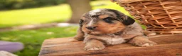 Mini Bernedoodle dogs for sale: Cornell F1 Mini Bernedoodle  - Ad 7