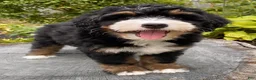 Mini Bernedoodle dogs for sale: 🧡IN BOSTON MASSACHUSETTS AREA🧡MINI BERNEDOODLE BOY🧡 - Ad 4