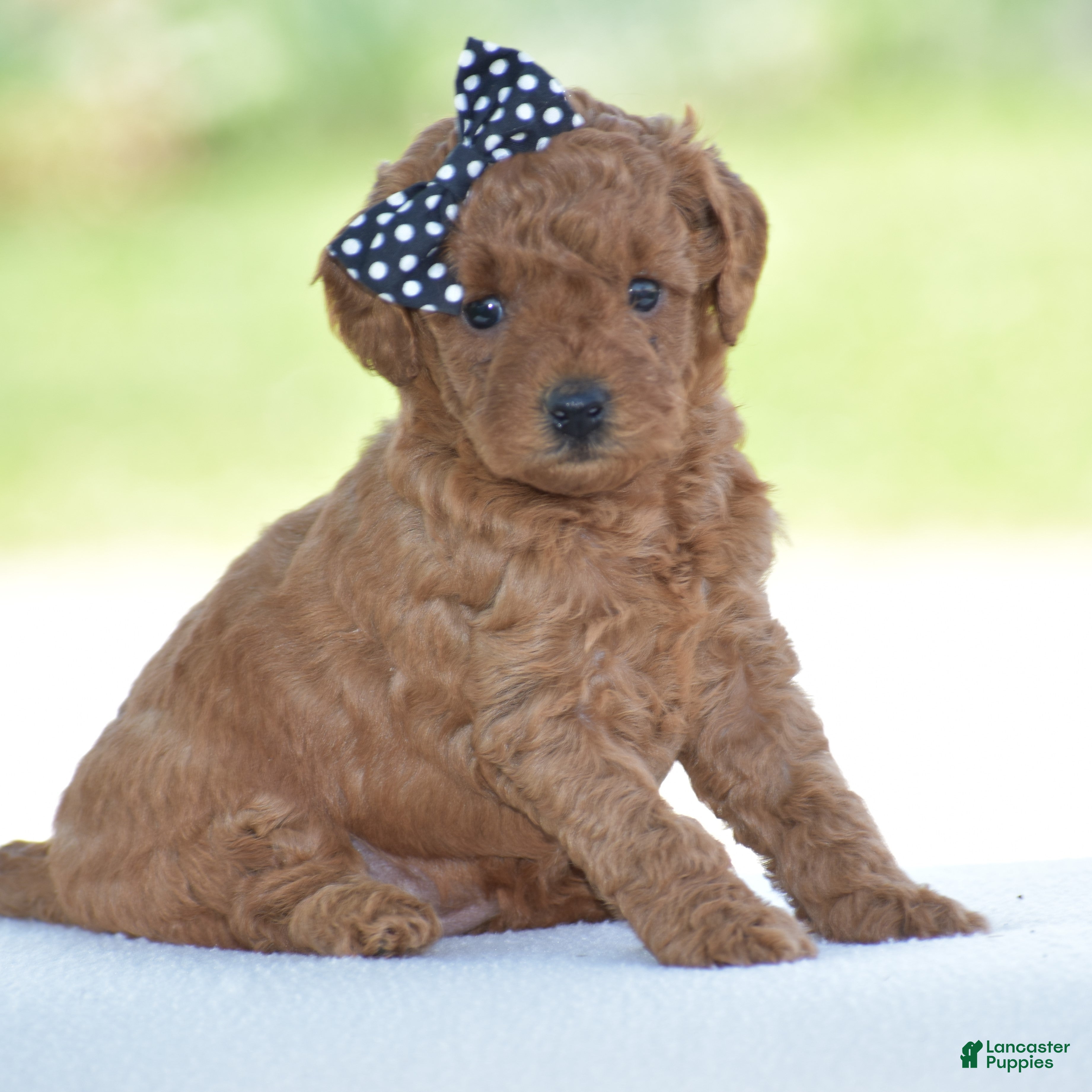 Miniature Poodle dogs Rosette - Ad 2