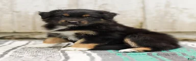 Tori