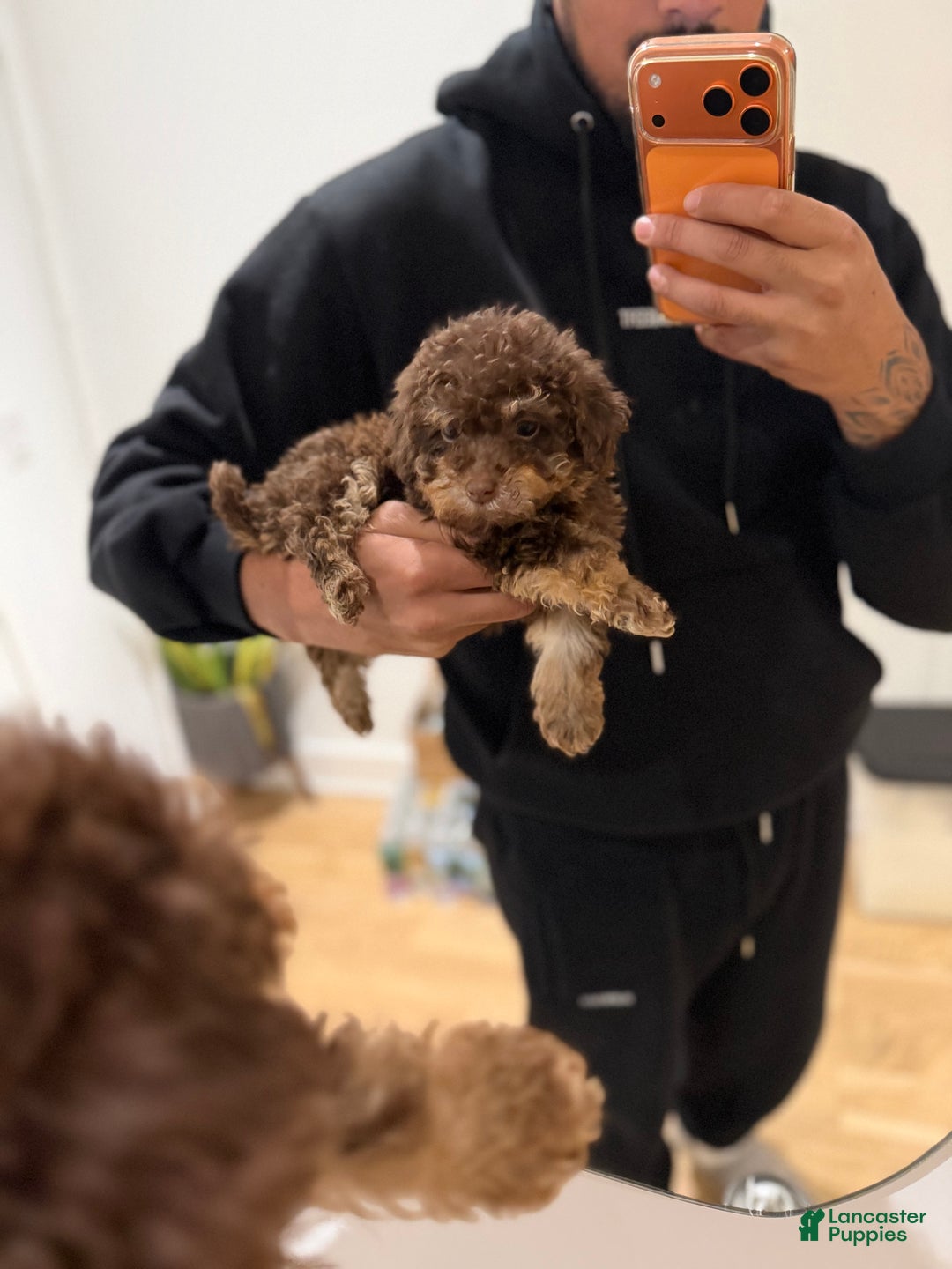 Toy Poodle dogs for sale: Coco - Ad 1