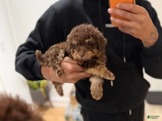Toy Poodle dogs Coco - Ad 23