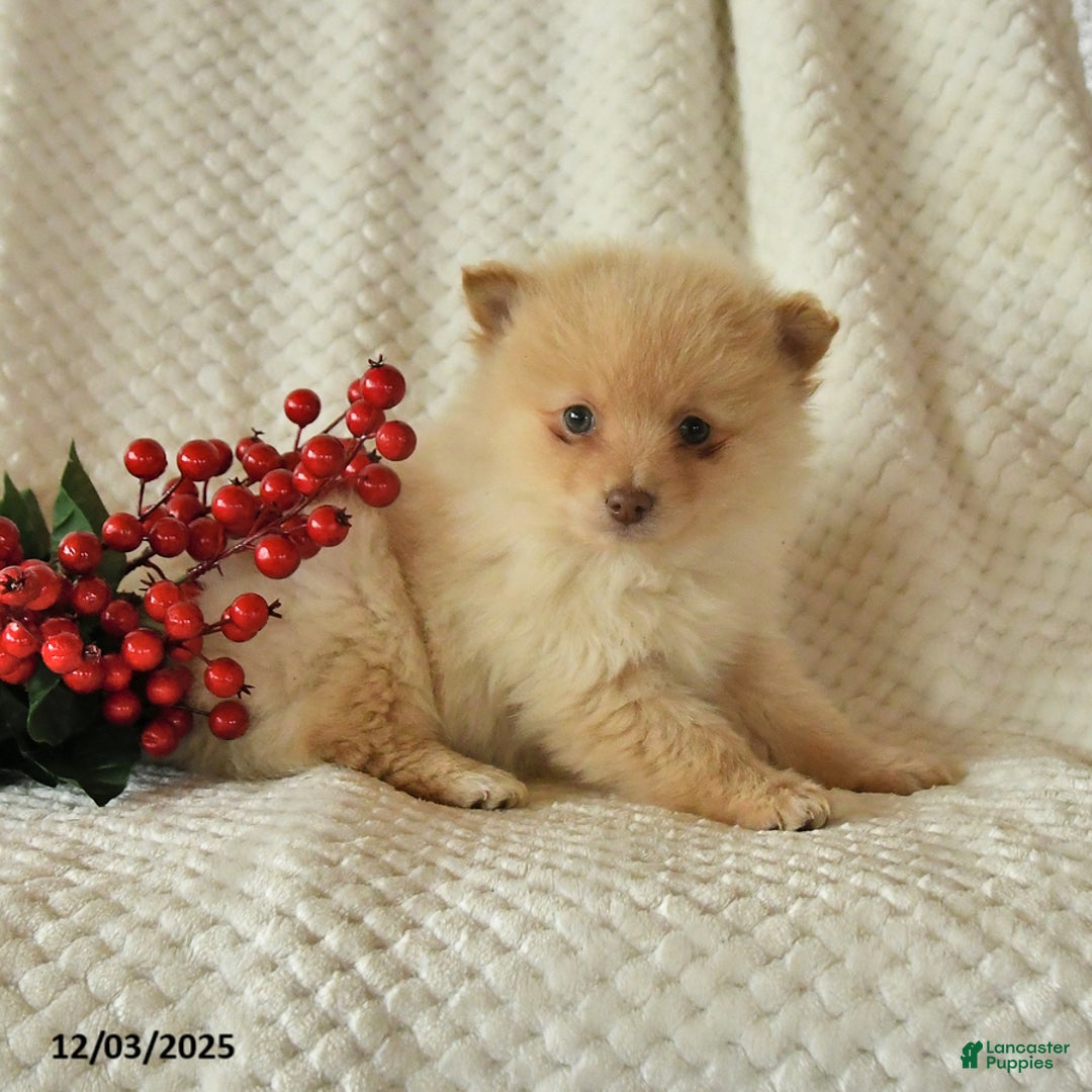 Pomeranian dogs for sale: Percy - Ad 3