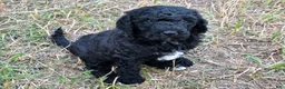 Newfypoo dogs for sale: Izze - Ad 1