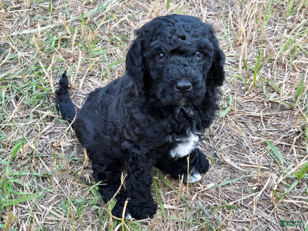 Newfypoo dogs for sale: Izze - Ad 1