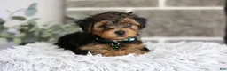 Yorkiepoo dogs for sale: Bentley - Ad 7