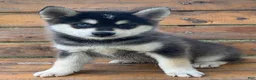 Alaskan Husky dogs for sale: Sully 💙 - Ad 1