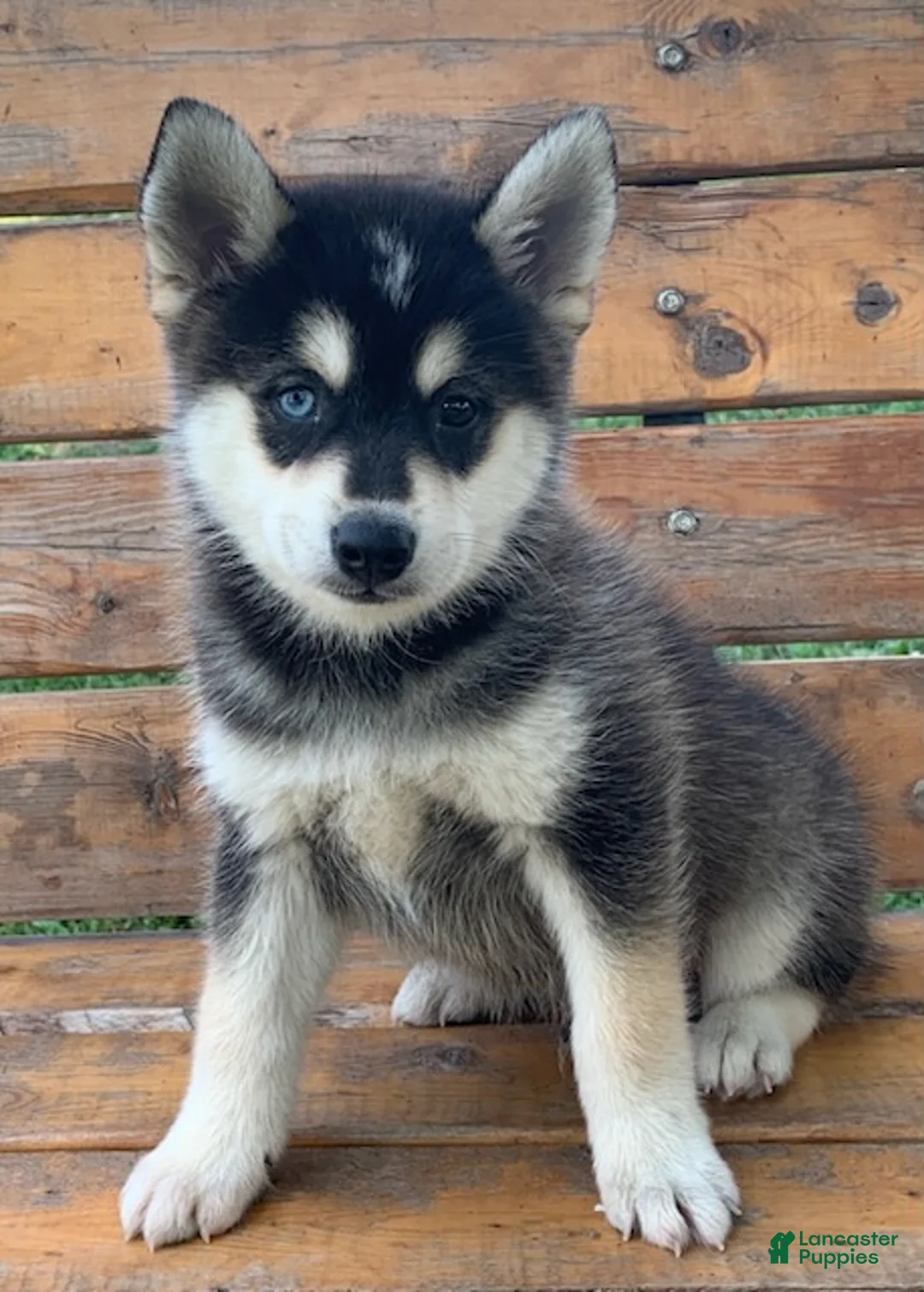 Alaskan Husky dogs for sale: Sully 💙 - Ad 1