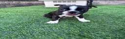 Boston Terrier dogs for sale: Boston Terrier 4 - Ad 9