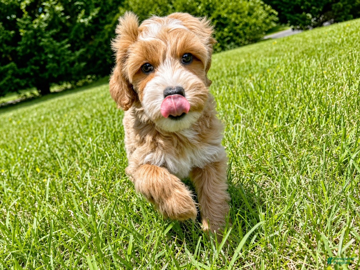 Mini Goldendoodle dogs Megan-OFA&GeneticParents - Ad 2