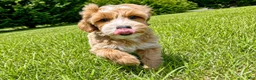 Mini Goldendoodle dogs for sale: Megan-OFA&GeneticParents - Ad 2