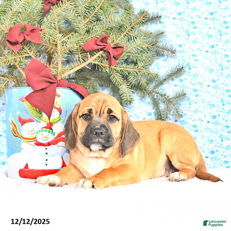 Puggle dogs Herbo - Ad 5