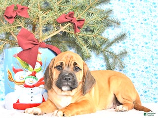 Puggle dogs Herbo - Ad 7