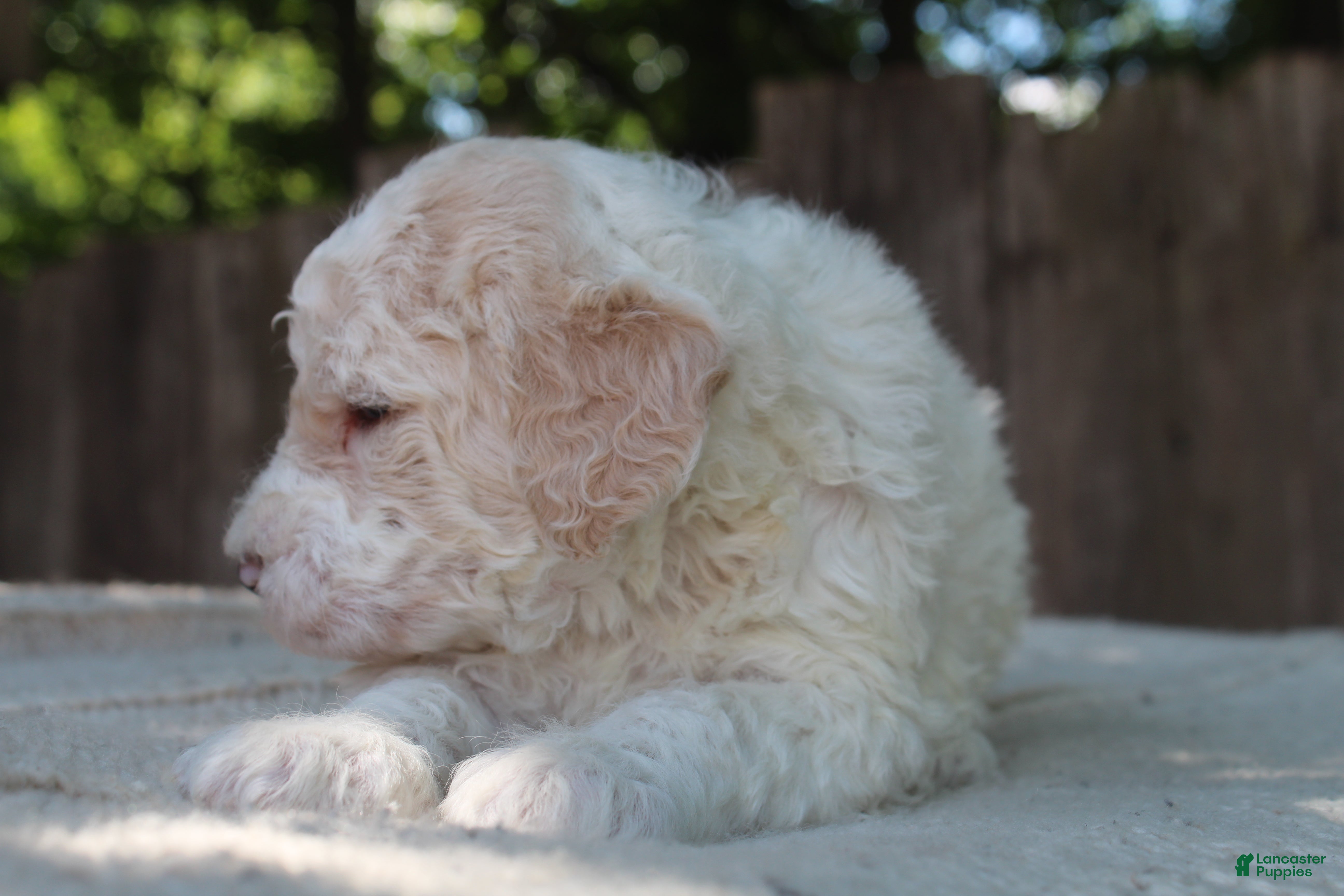 Standard Poodle dogs for sale: Canyon AKC Standard Poodle  - Ad 6