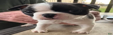 Boston Terrier Puppy 2