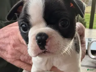 Boston Terrier dogs Boston Terrier Puppy 2 - Ad 41