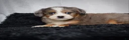 Mini Bernedoodle dogs for sale: Bridget - Ad 3