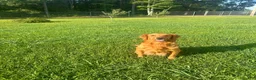 Golden Retriever dogs for sale: Golden Retriever 1 - Ad 4