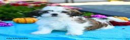 Shih Tzu dogs for sale: Andrea - Ad 4
