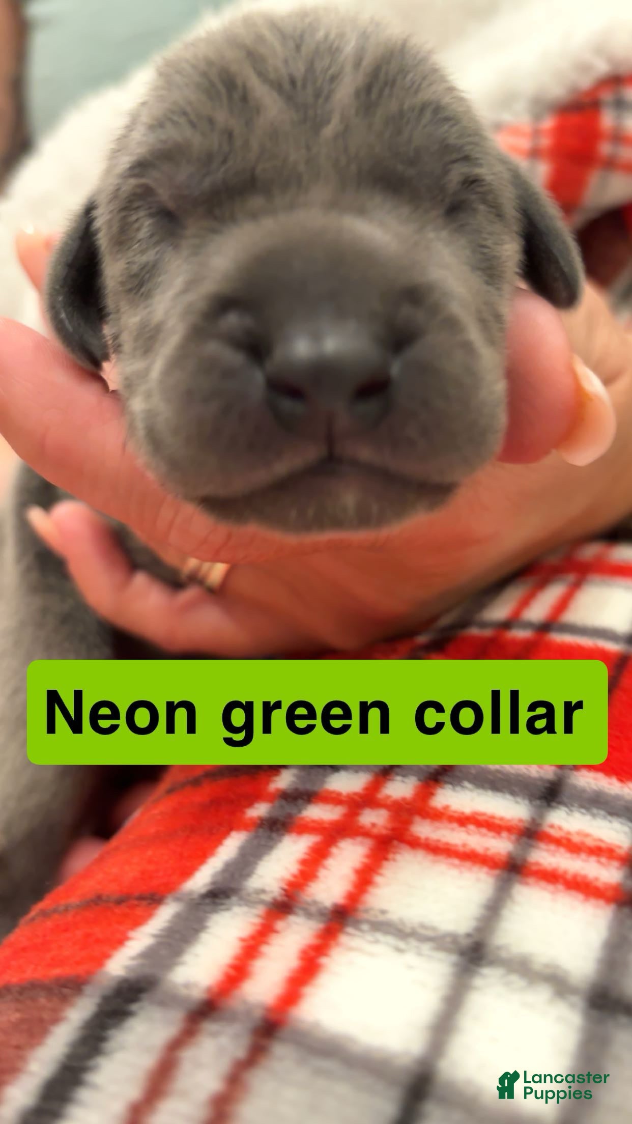 Great Dane dogs for sale: Great Dane 1 - Ad 32