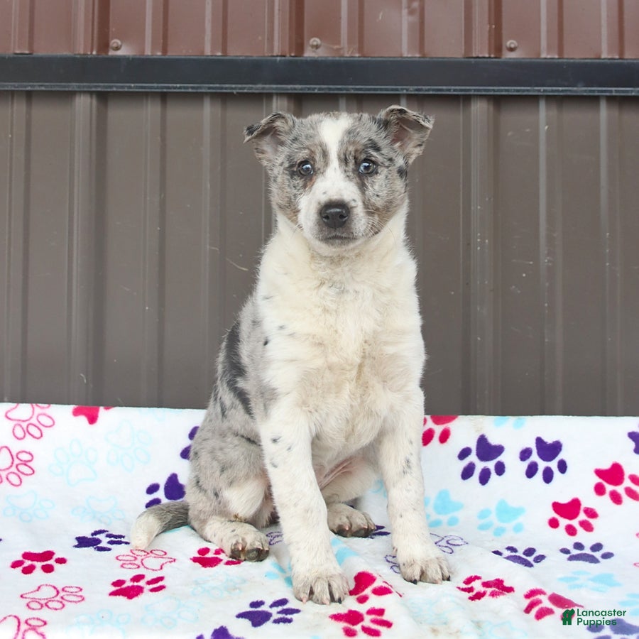 Mixed Breed dogs Darcy - Ad 1