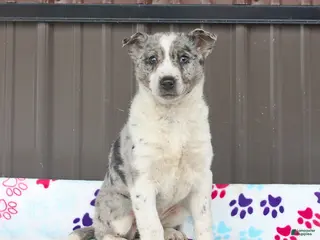 Mixed Breed dogs for sale: Darcy - Ad 2